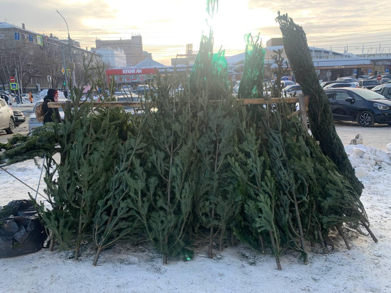 Фото Журналист сравнил цены на елочных базарах Новосибирска 8 - Сиб.ФМ Фото Журналист сравнил цены на елочных базарах Новосибирска 8
