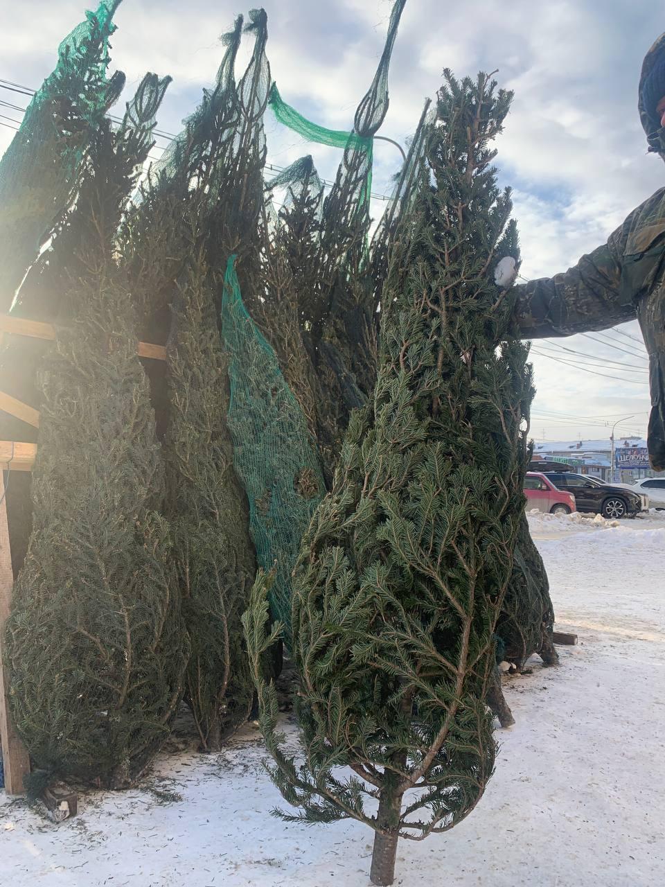 Фото Журналист сравнил цены на елочных базарах Новосибирска 9 - Сиб.ФМ Фото Журналист сравнил цены на елочных базарах Новосибирска 9