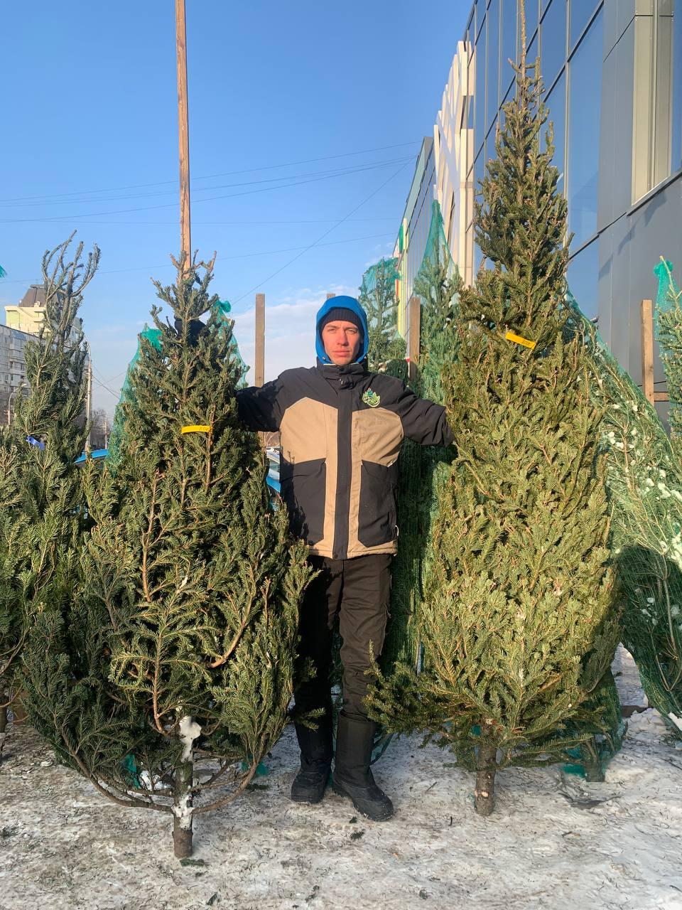 Фото Журналист сравнил цены на елочных базарах Новосибирска 13 - Сиб.ФМ Фото Журналист сравнил цены на елочных базарах Новосибирска 13