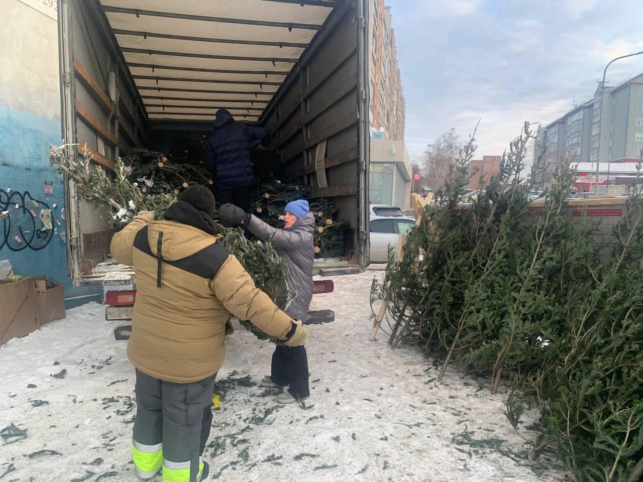 Фото Журналист сравнил цены на елочных базарах Новосибирска 5 - Сиб.ФМ Фото Журналист сравнил цены на елочных базарах Новосибирска 5