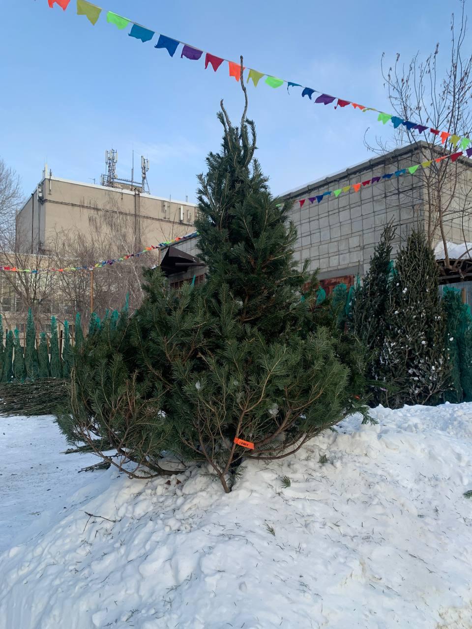 Фото Журналист сравнил цены на елочных базарах Новосибирска 12 - Сиб.ФМ Фото Журналист сравнил цены на елочных базарах Новосибирска 12