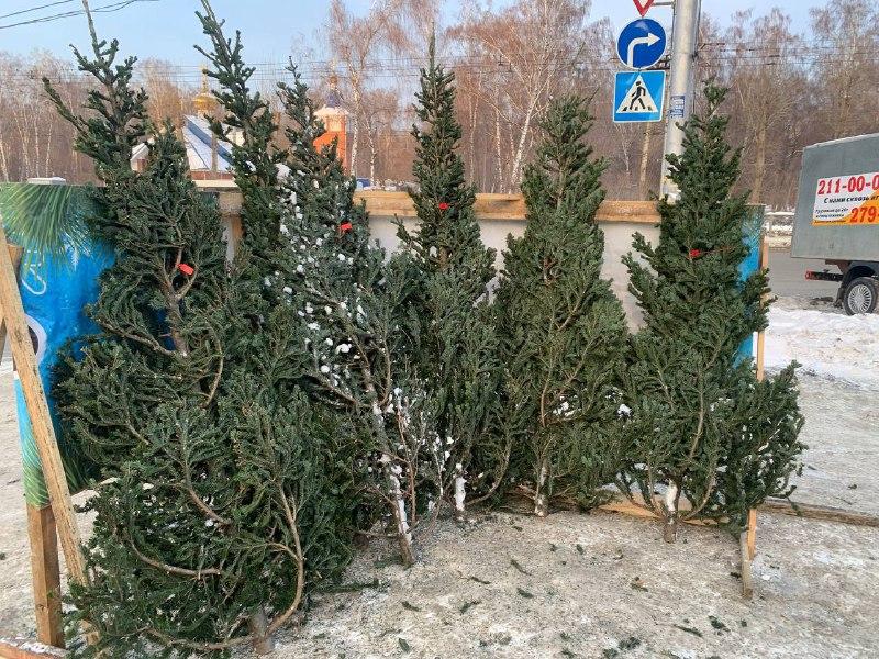 Фото Журналист сравнил цены на елочных базарах Новосибирска 14 - Сиб.ФМ Фото Журналист сравнил цены на елочных базарах Новосибирска 14