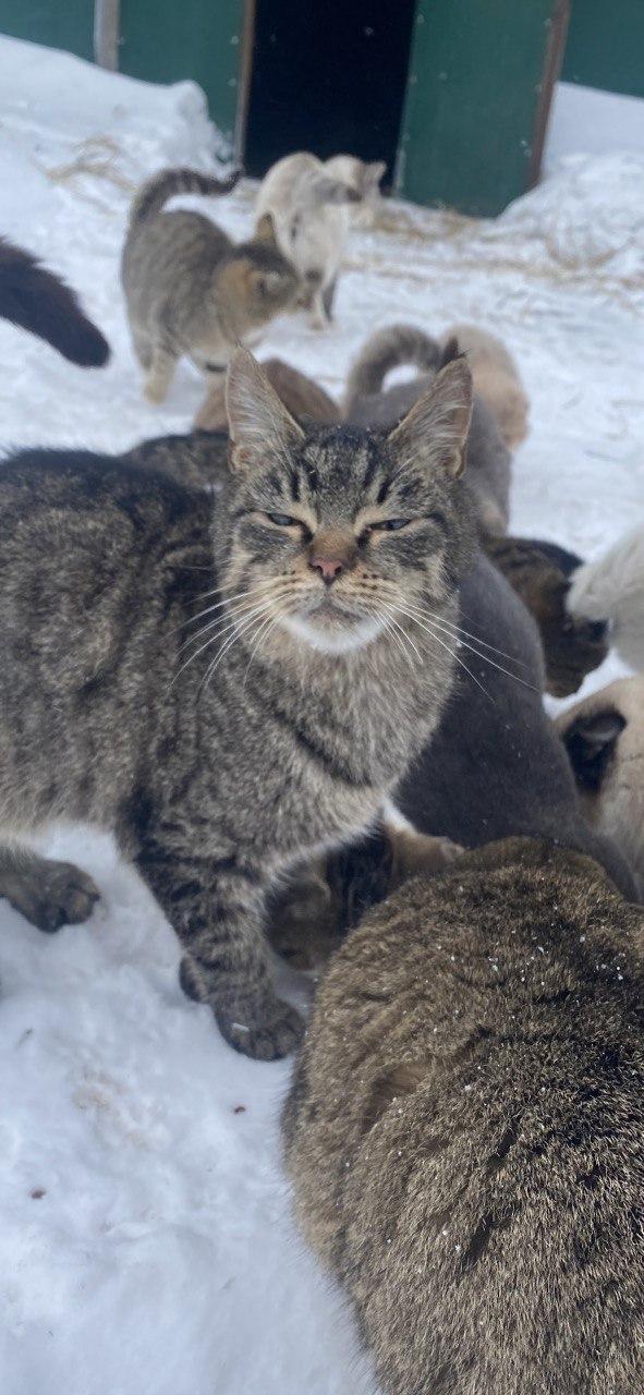 Фото Супруга помогает создать гарем. Лайфхак счастливой семейной жизни от страуса 5