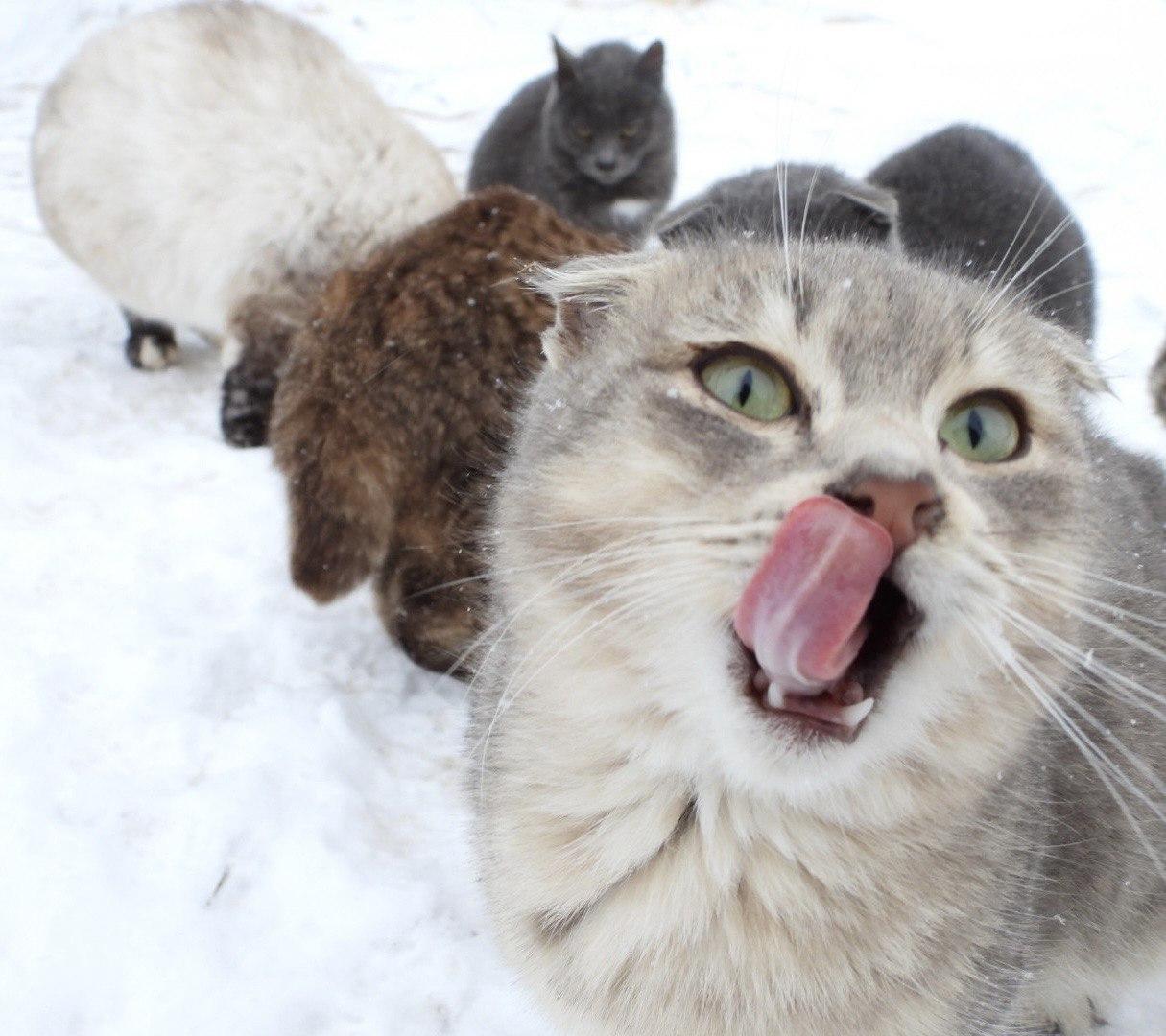 Фото Супруга помогает создать гарем. Лайфхак счастливой семейной жизни от страуса 4