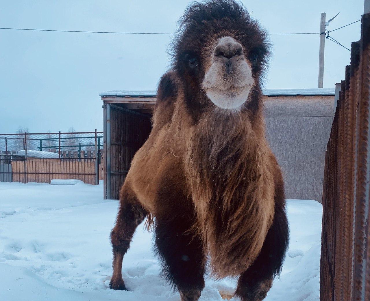 Фото Супруга помогает создать гарем. Лайфхак счастливой семейной жизни от страуса 6