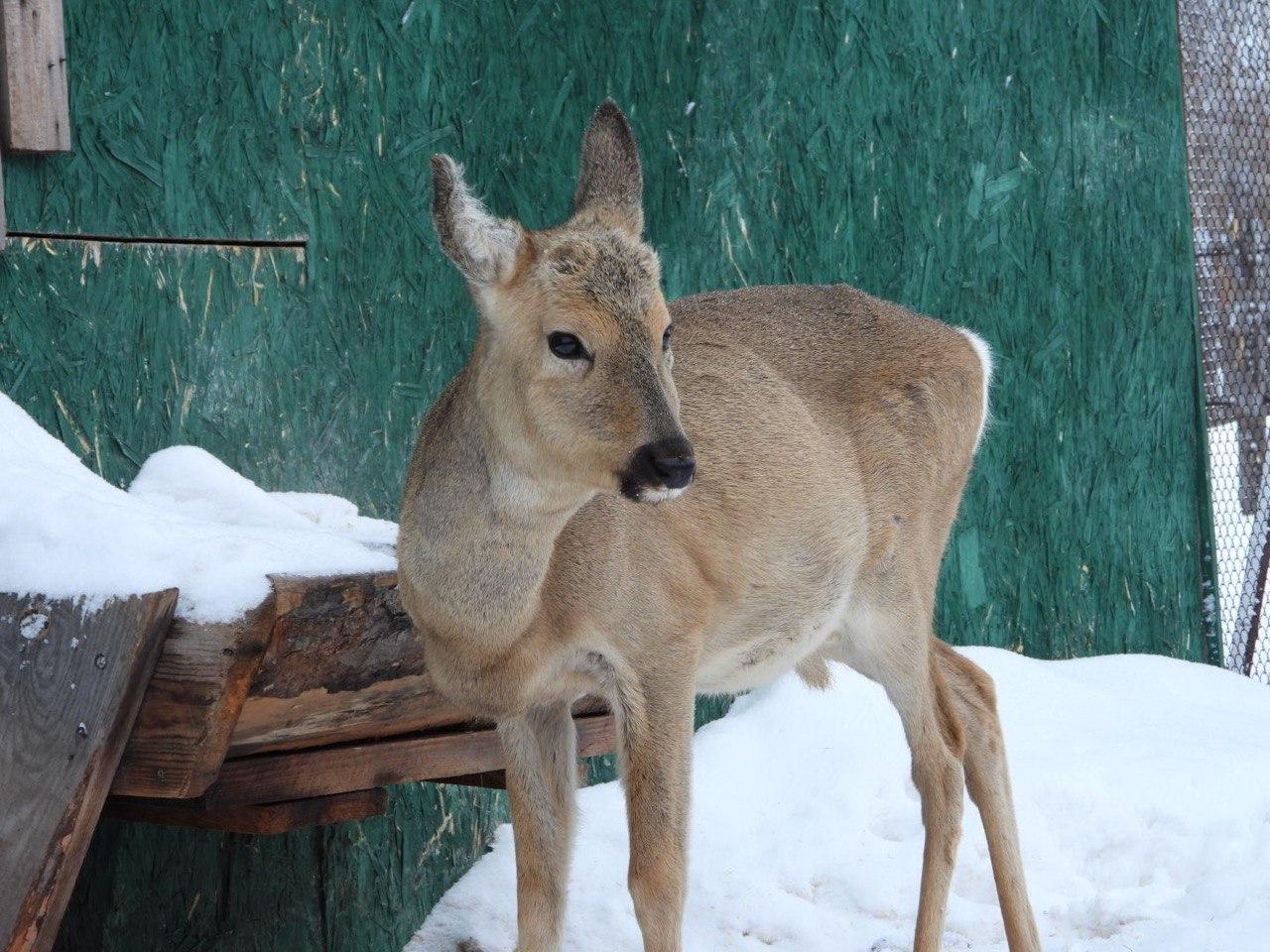 Фото Супруга помогает создать гарем. Лайфхак счастливой семейной жизни от страуса 3