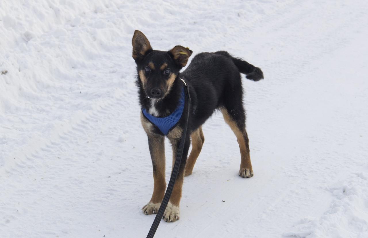 Фото «‎Стильная и изящная Йамка ищет хозяина»: 7 умильных фото повзрослевшего щенка, спасённого из ямы в Новосибирске 3