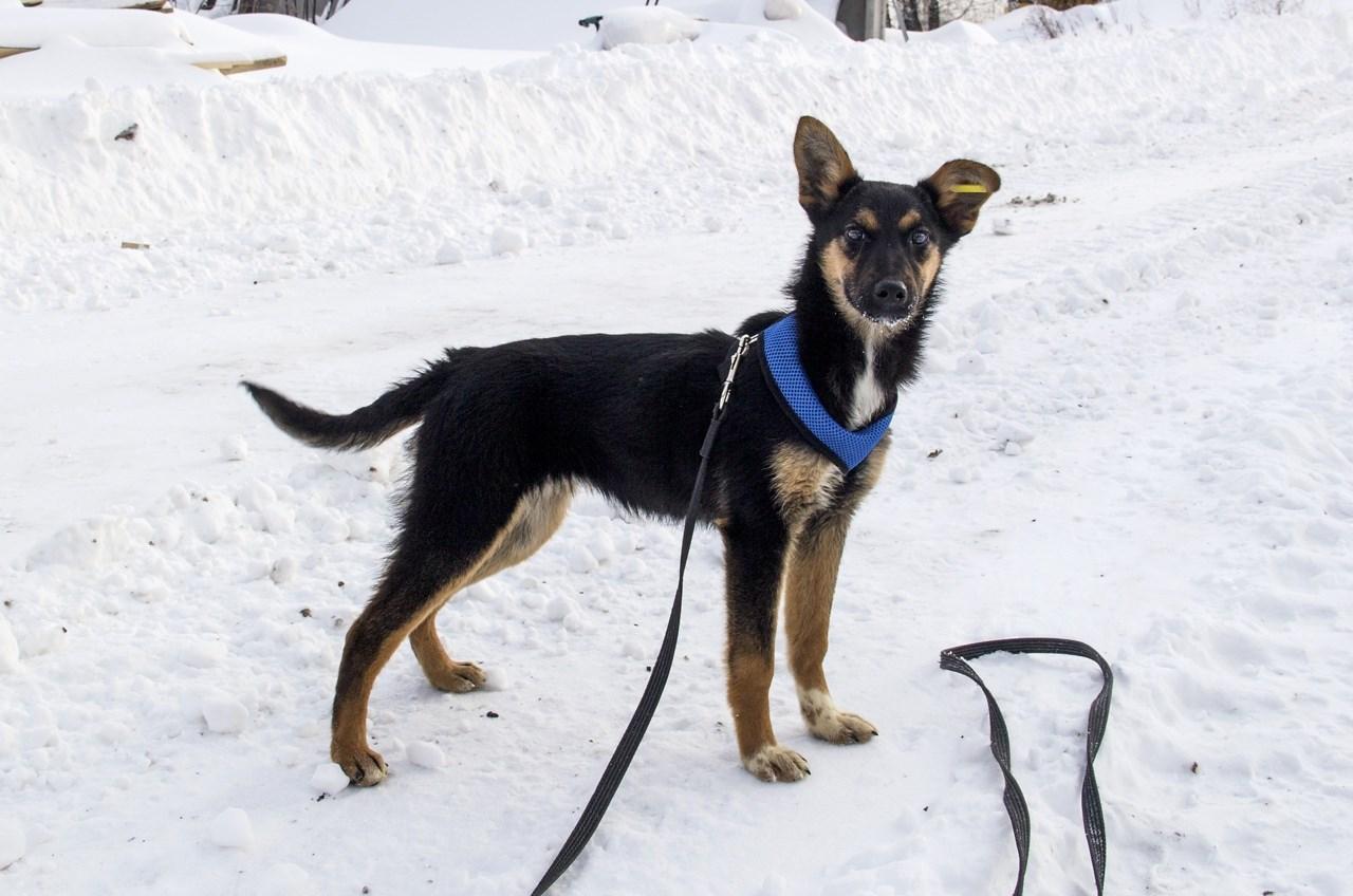 Фото «‎Стильная и изящная Йамка ищет хозяина»: 7 умильных фото повзрослевшего щенка, спасённого из ямы в Новосибирске 4