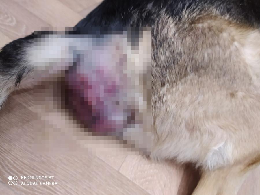 Фото «Почуял кровь»: чёрный лабрадор едва не растерзал овчарку под Новосибирском - хозяйка предупредила владельцев других собак 2