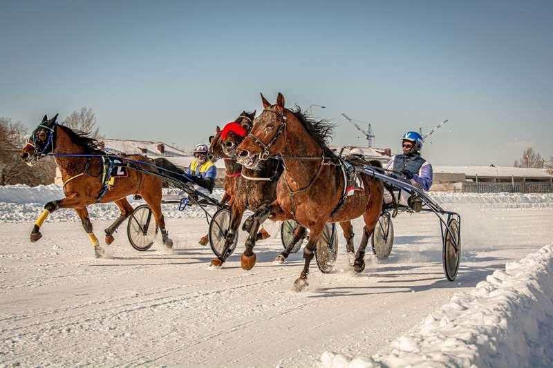 Фото Испытания рысистых пород лошадей на Омском ипподроме 3
