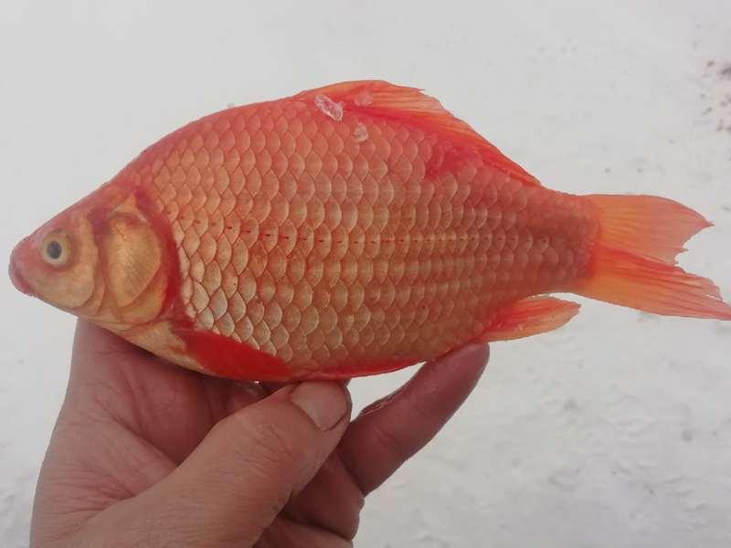 Фото Омский рыбак поймал золотую рыбку 2