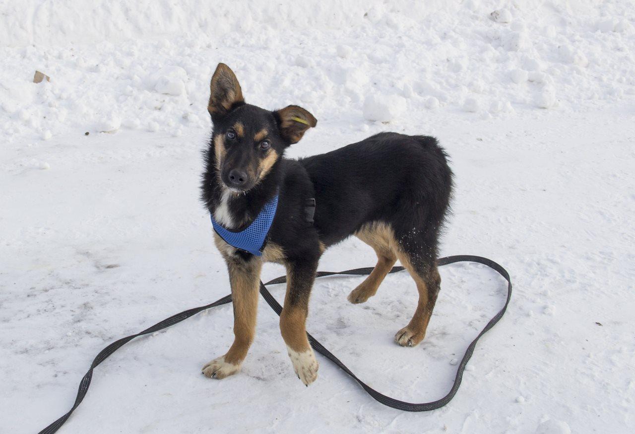 Фото «‎Стильная и изящная Йамка ищет хозяина»: 7 умильных фото повзрослевшего щенка, спасённого из ямы в Новосибирске 7