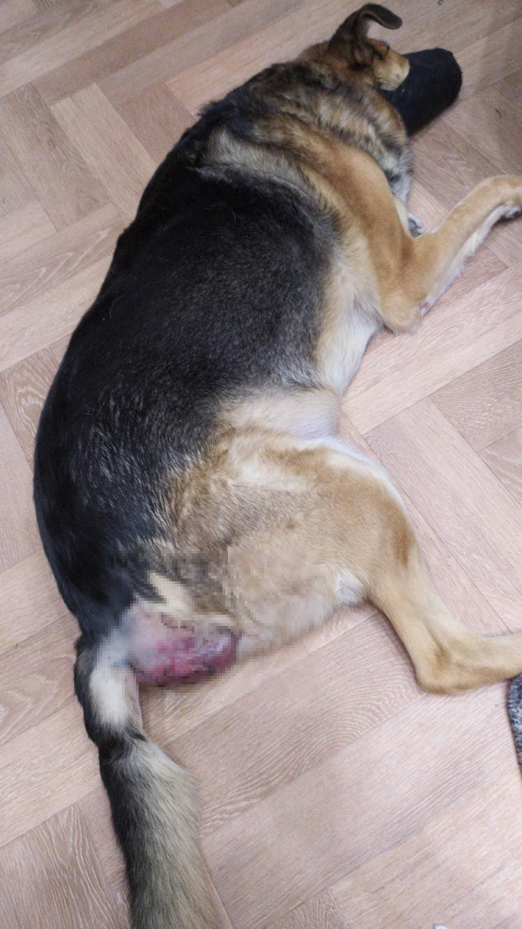 Фото «Почуял кровь»: чёрный лабрадор едва не растерзал овчарку под Новосибирском - хозяйка предупредила владельцев других собак 3