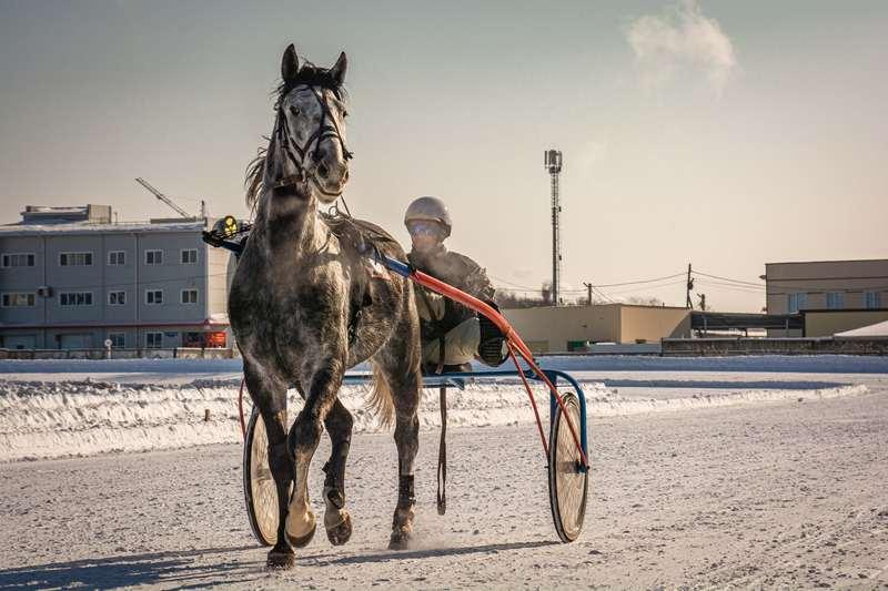 Фото Испытания рысистых пород лошадей на Омском ипподроме 7