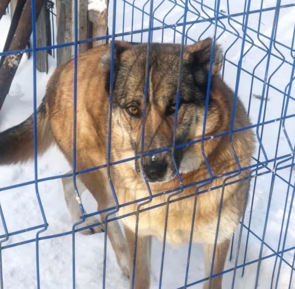 Фото «Вернули девку, как вещь какую-то в магазин сдали»: новосибирцы решили избавиться от свободолюбивой собаки 3