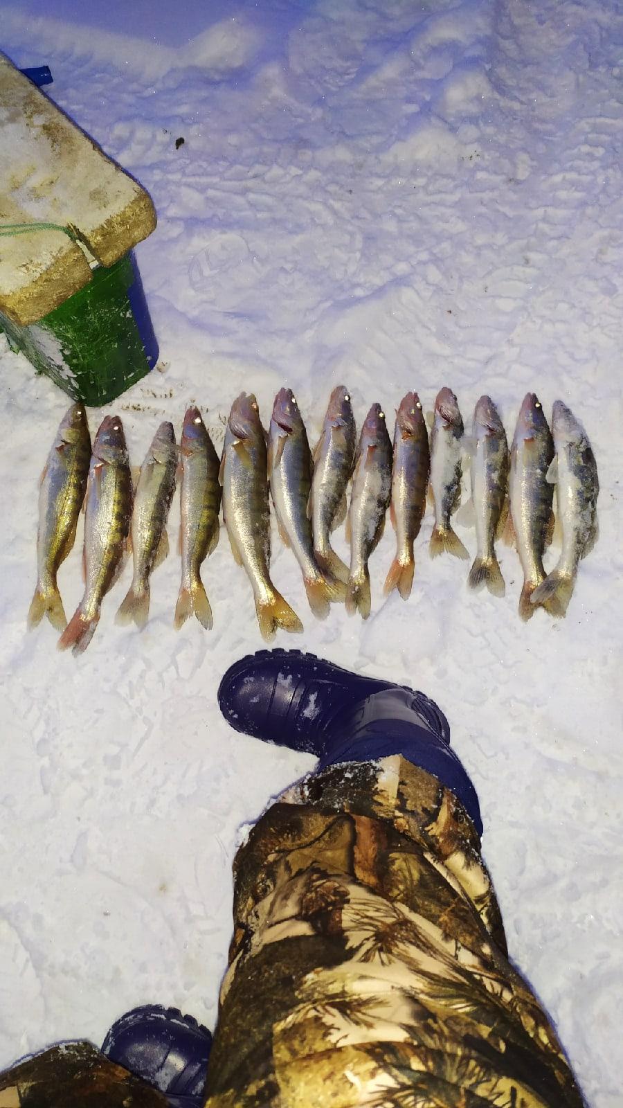 Фото Ни хвоста, ни чешуи: новосибирцы хвалятся выходными уловами 5