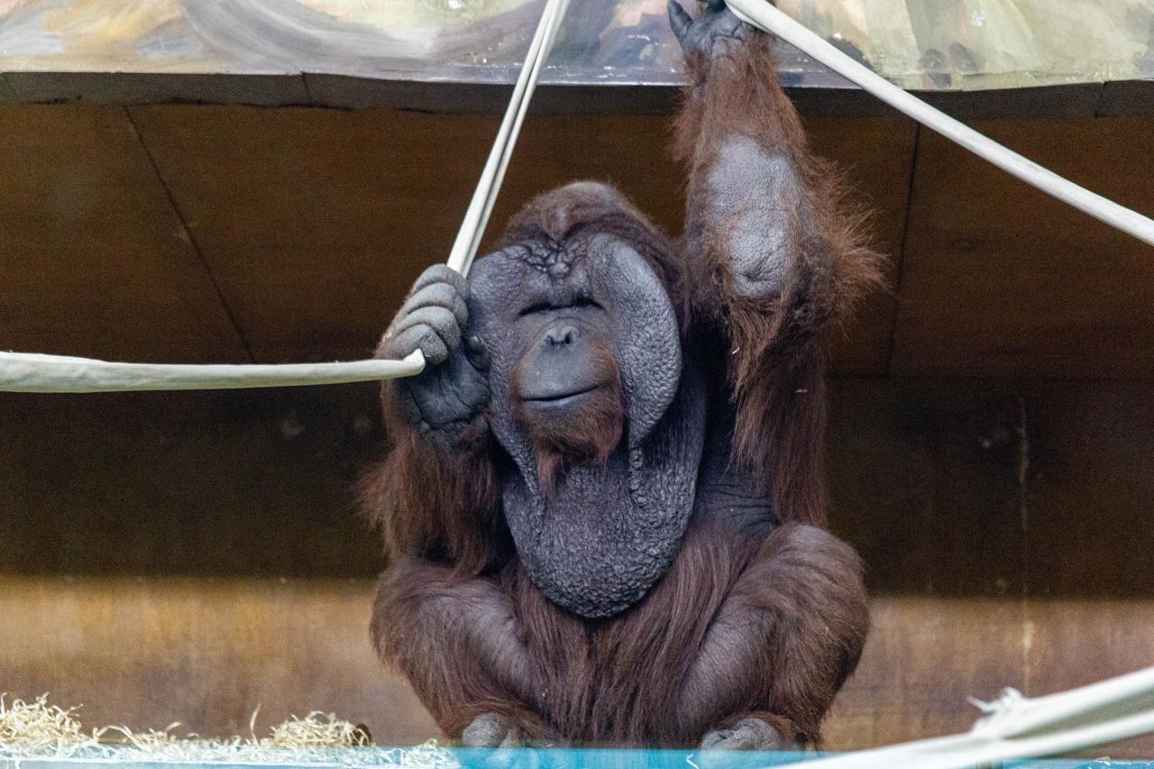 У зоопарку Новосибірська зняли відео про життя орангутангу Бату після ...