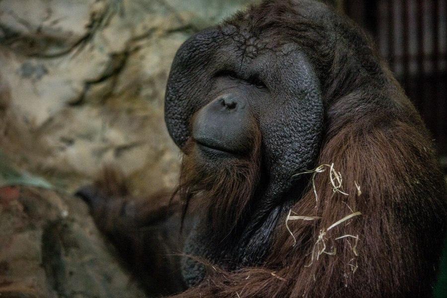Фото «Лесной человек» Бату: чем знаменит 22-летний орангутан Новосибирского зоопарка, который едва не стал талисманом новогодней столицы 2