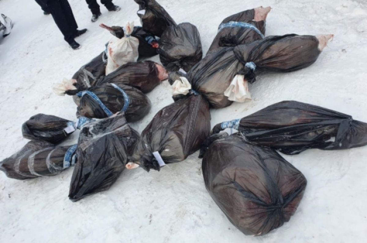 Фото Нападение собак, взрывной рост заражений коронавирусом, новосибирцы на Олимпиаде в Пекине: главные новости недели на Сиб.фм 5