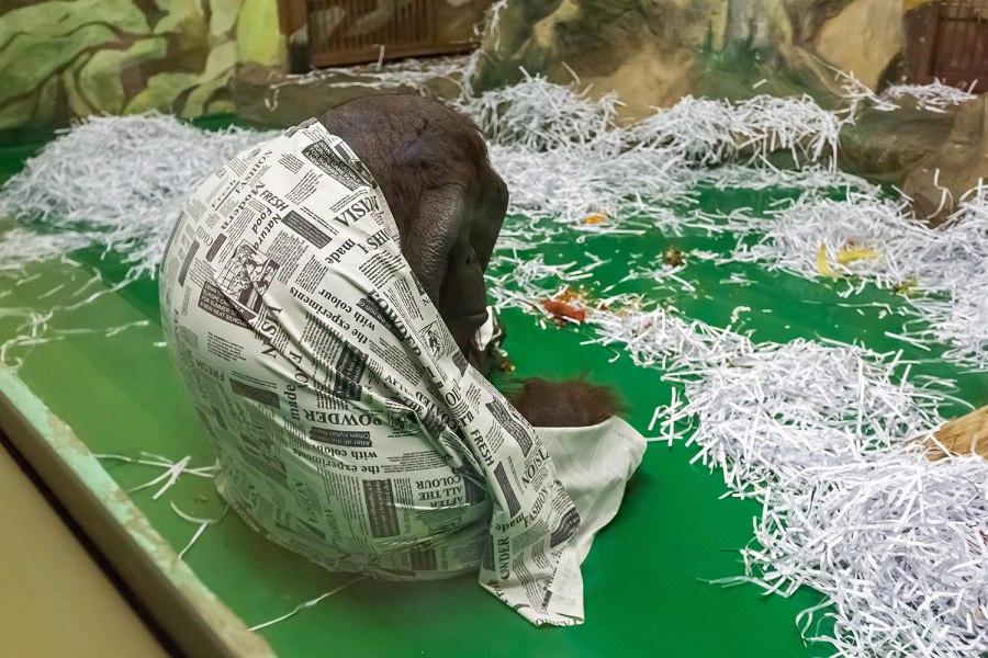 Фото «Лесной человек» Бату: чем знаменит 22-летний орангутан Новосибирского зоопарка, который едва не стал талисманом новогодней столицы 5