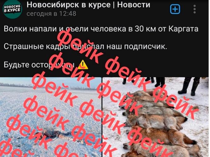 Фото Новость о нападении волков под Новосибирском оказалась фейком 2