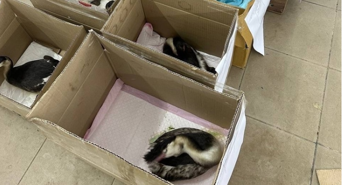 Фото «Берег усеян птицами в мазуте». Сибирячка Любовь Томирис рассказала, как помогает пострадавшим пернатым в Апане 3 - Сиб.ФМ Фото «Берег усеян птицами в мазуте». Сибирячка Любовь Томирис рассказала, как помогает пострадавшим пернатым в Апане 3