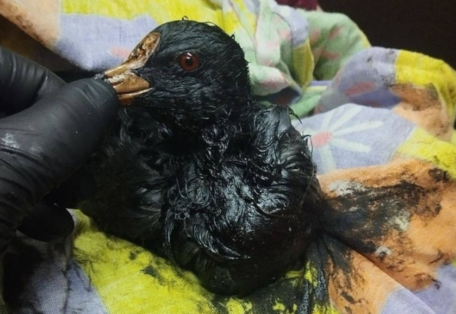 Фото «Берег усеян птицами в мазуте». Сибирячка Любовь Томирис рассказала, как помогает пострадавшим пернатым в Апане 2 - Сиб.ФМ Фото «Берег усеян птицами в мазуте». Сибирячка Любовь Томирис рассказала, как помогает пострадавшим пернатым в Апане 2