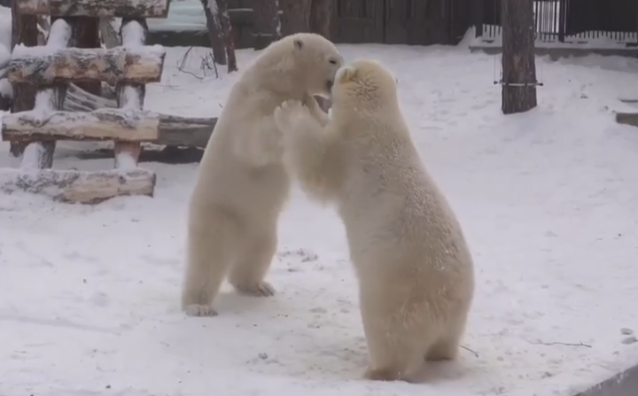 Фото Белые медведи Белка и Стрелка устроили яростную битву в Новосибирском зоопарке 2 - Сиб.ФМ Фото Белые медведи Белка и Стрелка устроили яростную битву в Новосибирском зоопарке 2