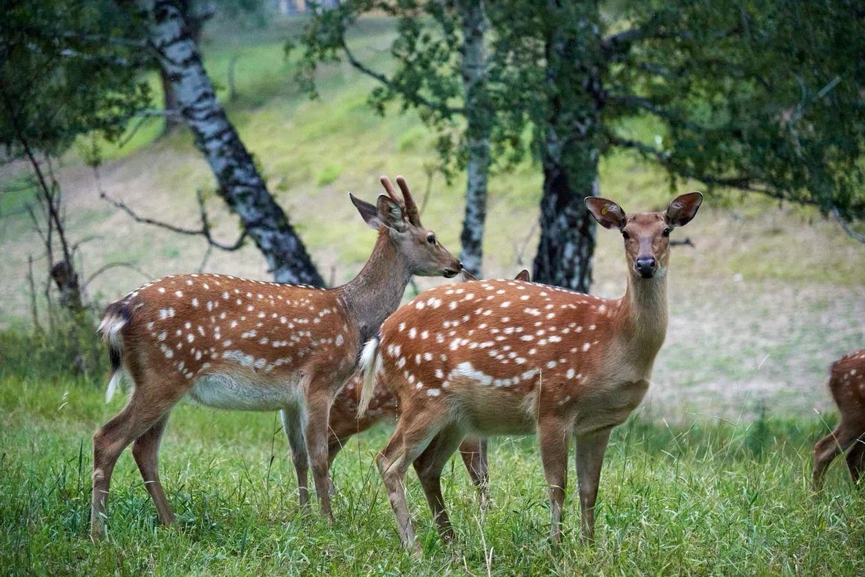 Фото В Новосибирске состоится крупнейшая выставка для охотников, рыболовов и туристов 2 - Сиб.ФМ Фото В Новосибирске состоится крупнейшая выставка для охотников, рыболовов и туристов 2