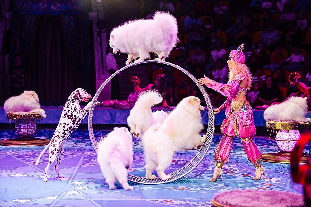 Фото Восточная цирковая сказка приехала в Новосибирск 3 - Сиб.ФМ Фото Восточная цирковая сказка приехала в Новосибирск 3