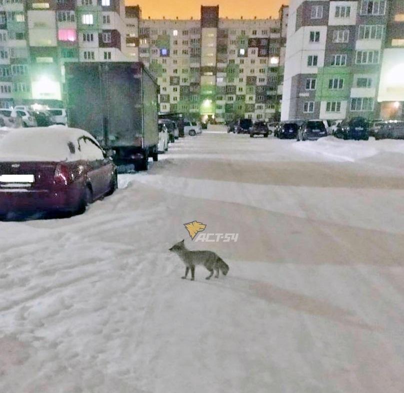 Фото В Новосибирске в районе «Чистой слободы» был замечен лисенок 2 - Сиб.ФМ Фото В Новосибирске в районе «Чистой слободы» был замечен лисенок 2