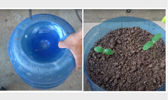 Фото С пяти кустов — огурцов на всю родню. Раскрыт уникальный способ удобрения урожая 2 - Сиб.ФМ Фото С пяти кустов — огурцов на всю родню. Раскрыт уникальный способ удобрения урожая 2