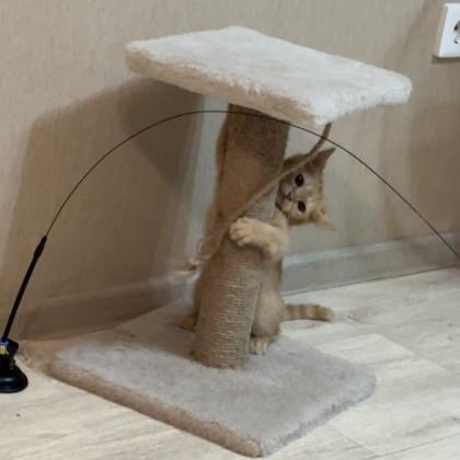 Фото Новосибирские коты забирают внимание горожан сильнее пробок и коммуналки 7