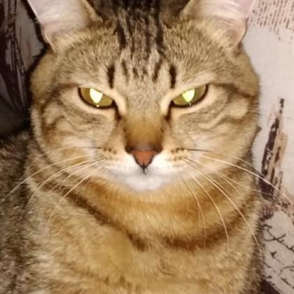 Фото Новосибирские коты забирают внимание горожан сильнее пробок и коммуналки 6