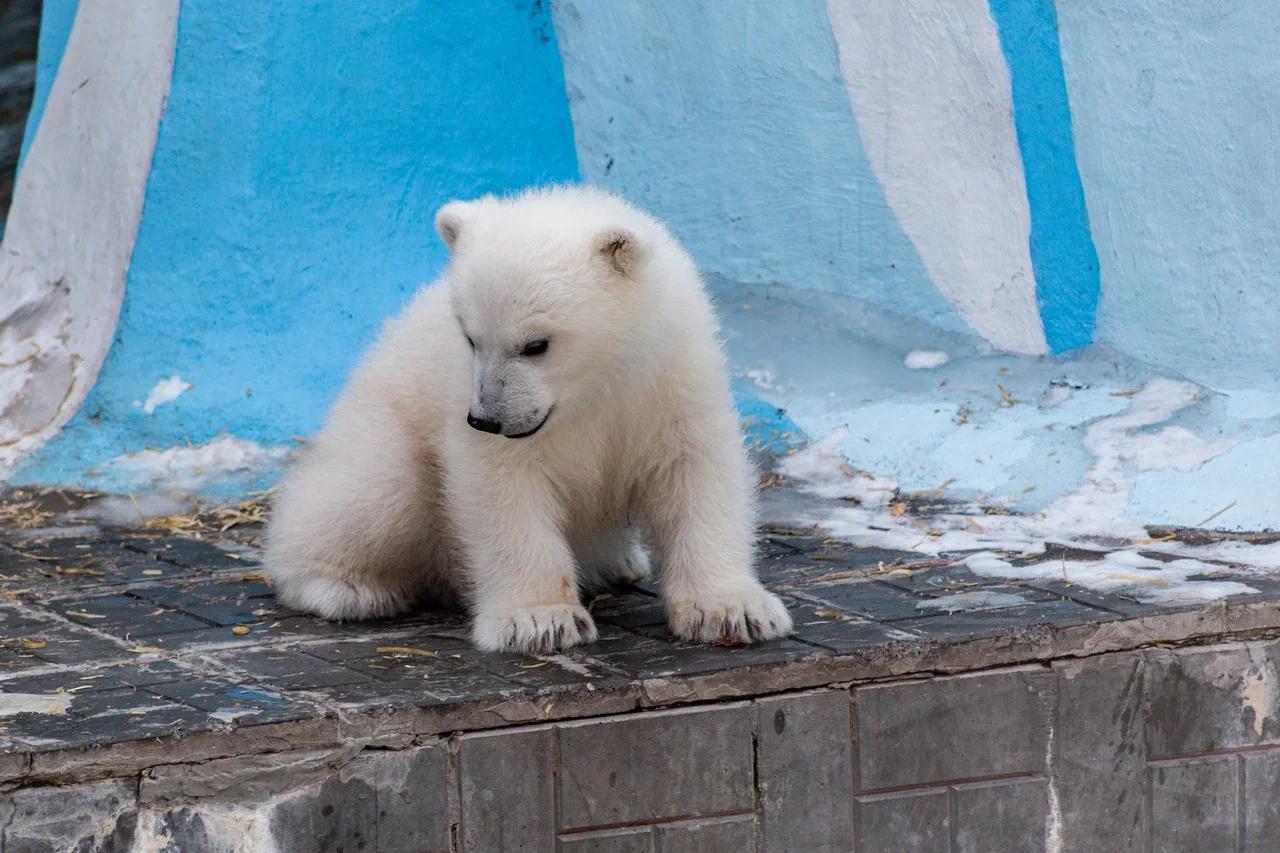 Фото В Новосибирске опубликовали кадры милых белых медвежат 3