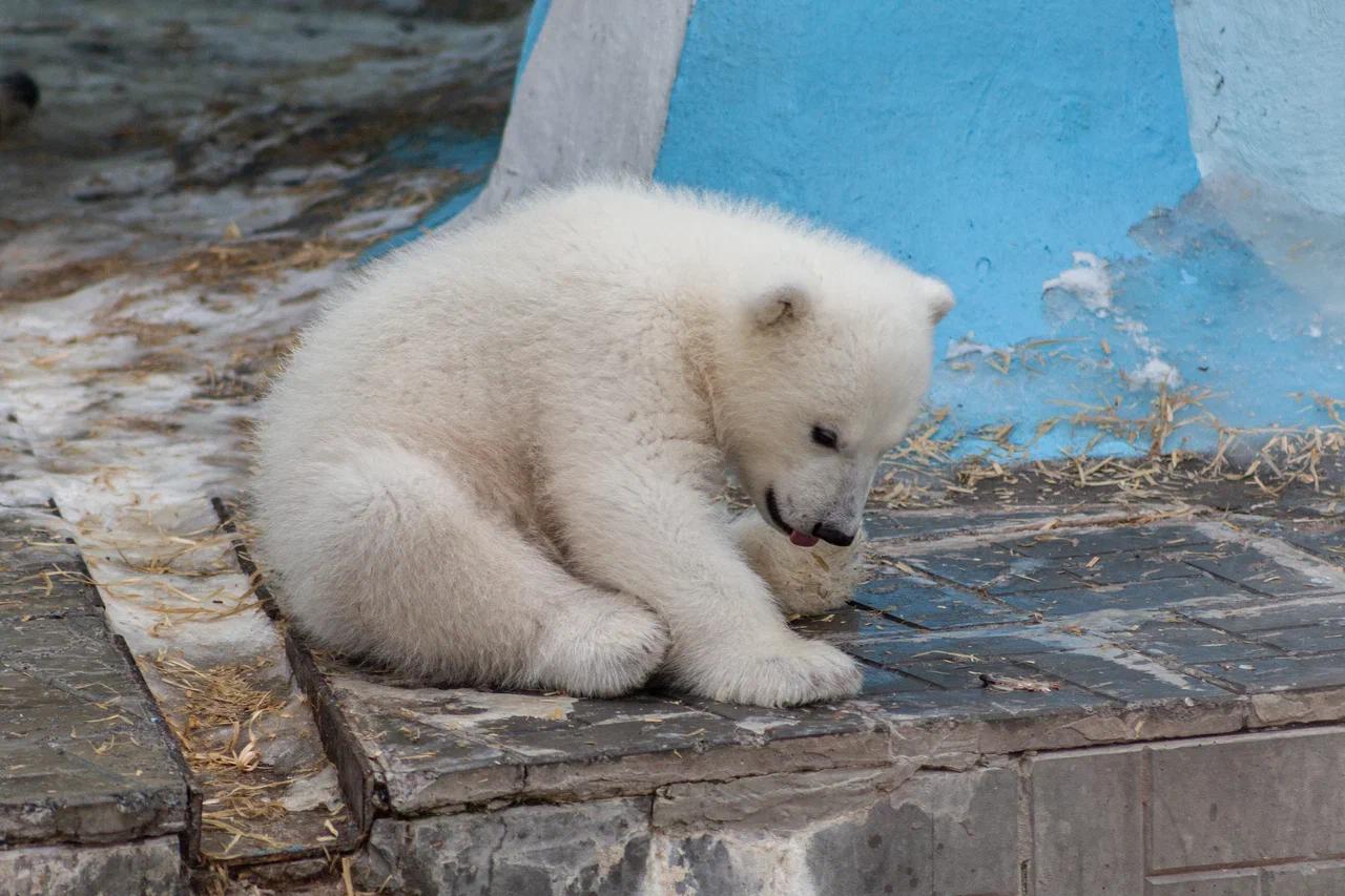 Фото В Новосибирске опубликовали кадры милых белых медвежат 2