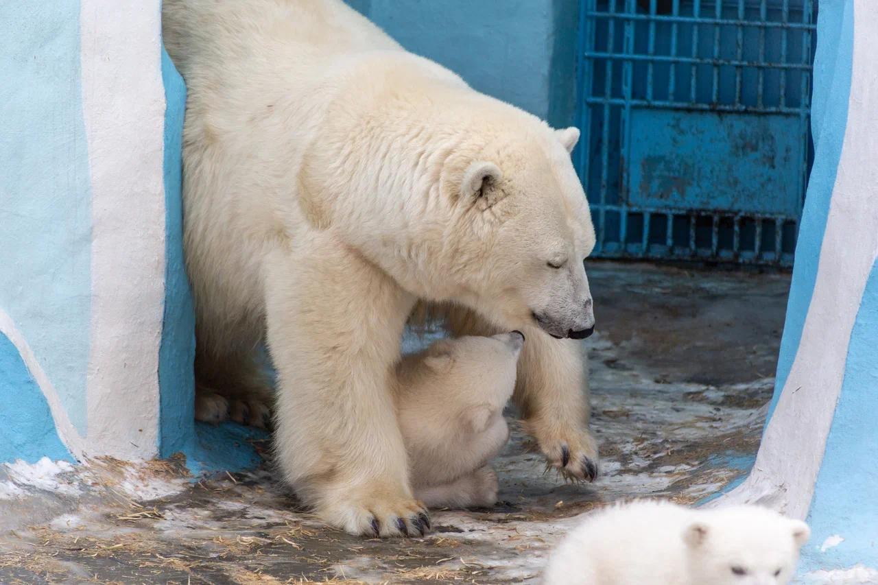 Фото В Новосибирске опубликовали кадры милых белых медвежат 4