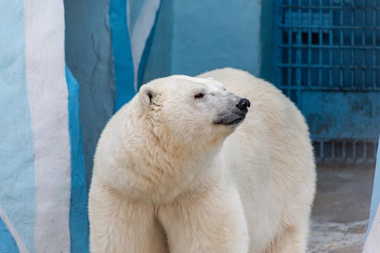 Фото В Новосибирске опубликовали кадры милых белых медвежат 5
