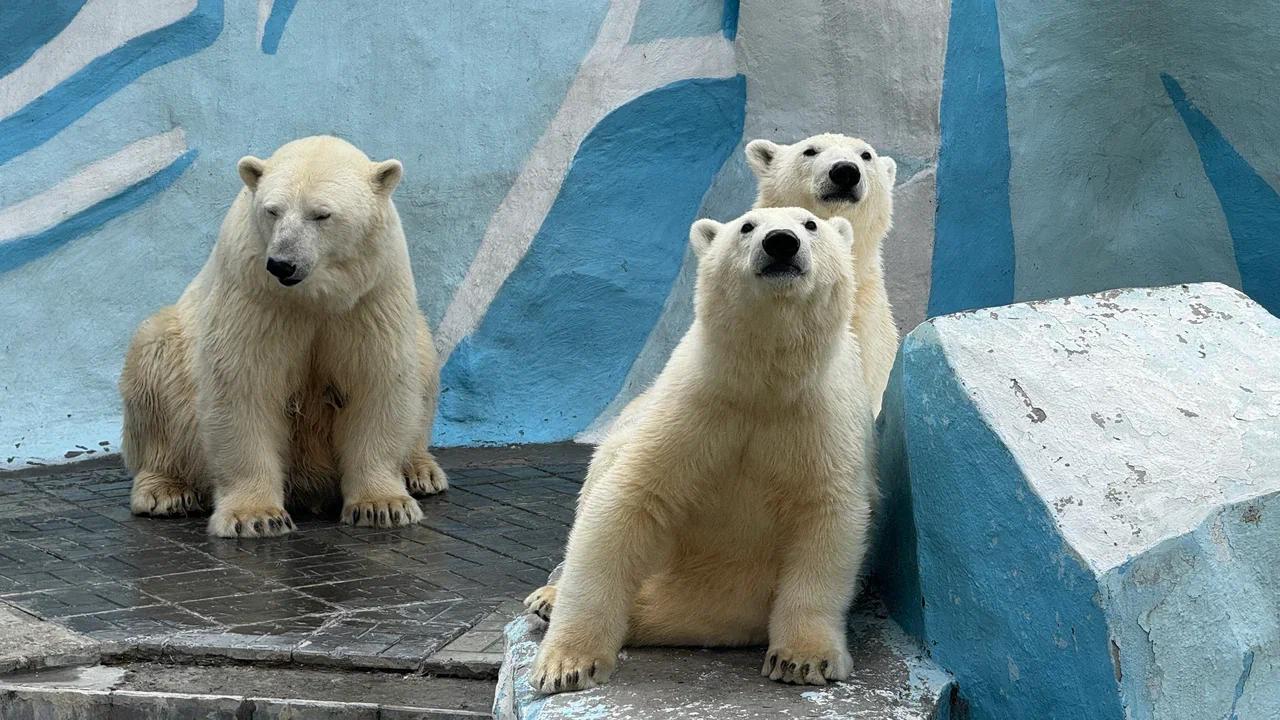 Фото В Новосибирске опубликовали кадры милых белых медвежат 6
