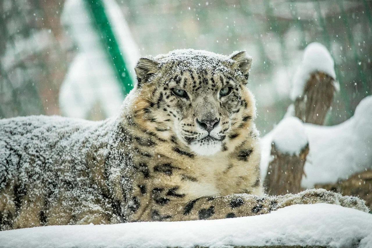 Фото Опубликованы фото милых обитателей Новосибирского зоопарка 4