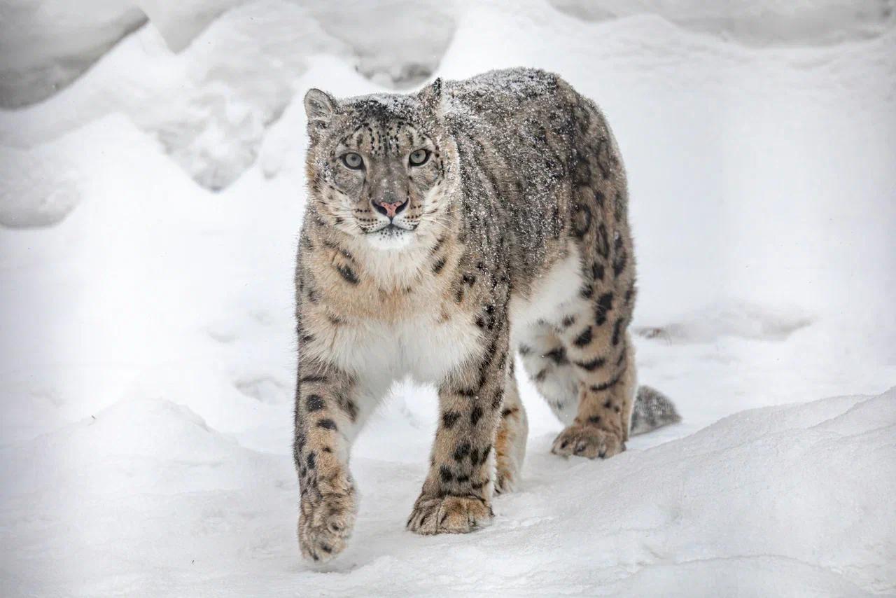 Фото Опубликованы фото милых обитателей Новосибирского зоопарка 5