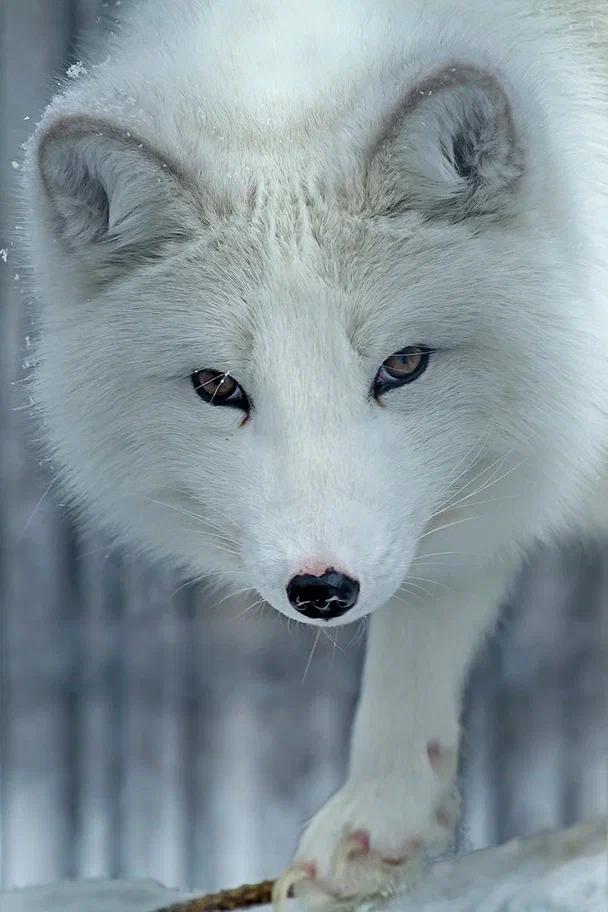 Фото Опубликованы фото милых обитателей Новосибирского зоопарка 6