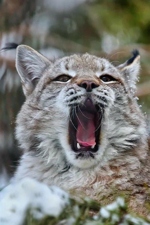 Фото Опубликованы фото милых обитателей Новосибирского зоопарка 7