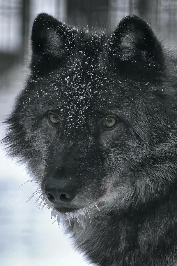 Фото Опубликованы фото милых обитателей Новосибирского зоопарка 8