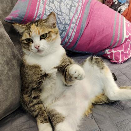 Фото Новосибирские коты забирают внимание горожан сильнее пробок и коммуналки 4