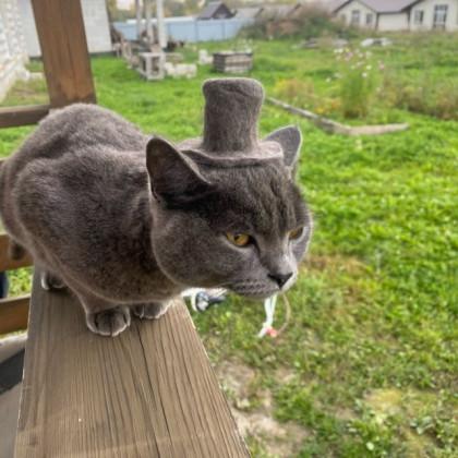 Фото Новосибирские коты забирают внимание горожан сильнее пробок и коммуналки 2