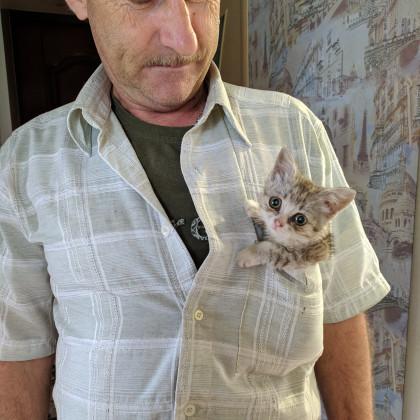 Фото Новосибирские коты забирают внимание горожан сильнее пробок и коммуналки 3