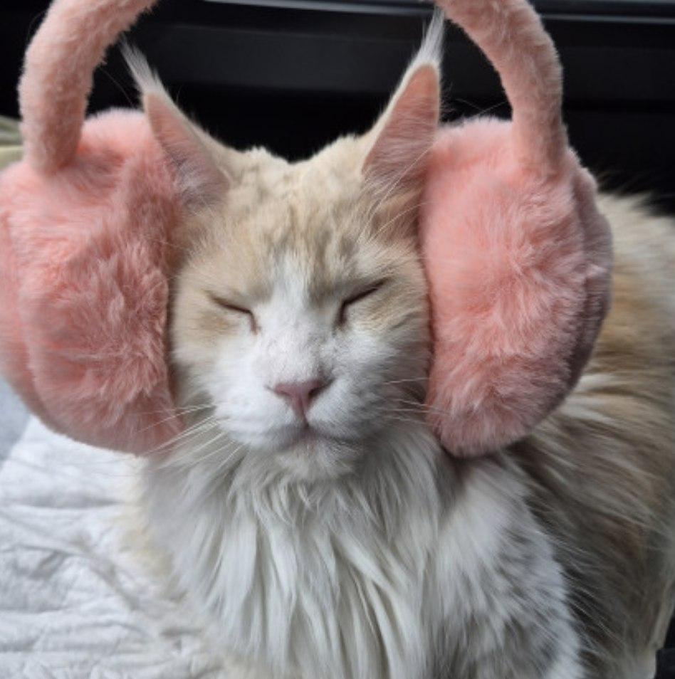 Фото Новосибирские коты борются за годовой запас корма. Фотоподборка 2