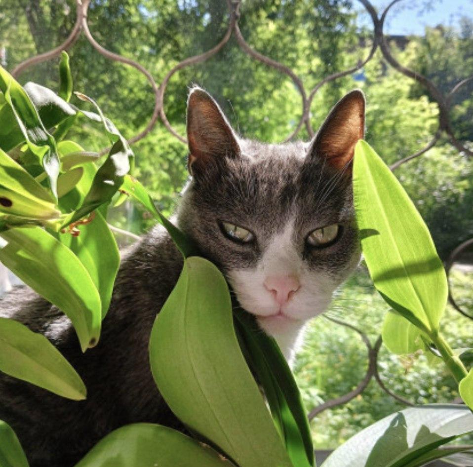 Фото Новосибирские коты борются за годовой запас корма. Фотоподборка 3