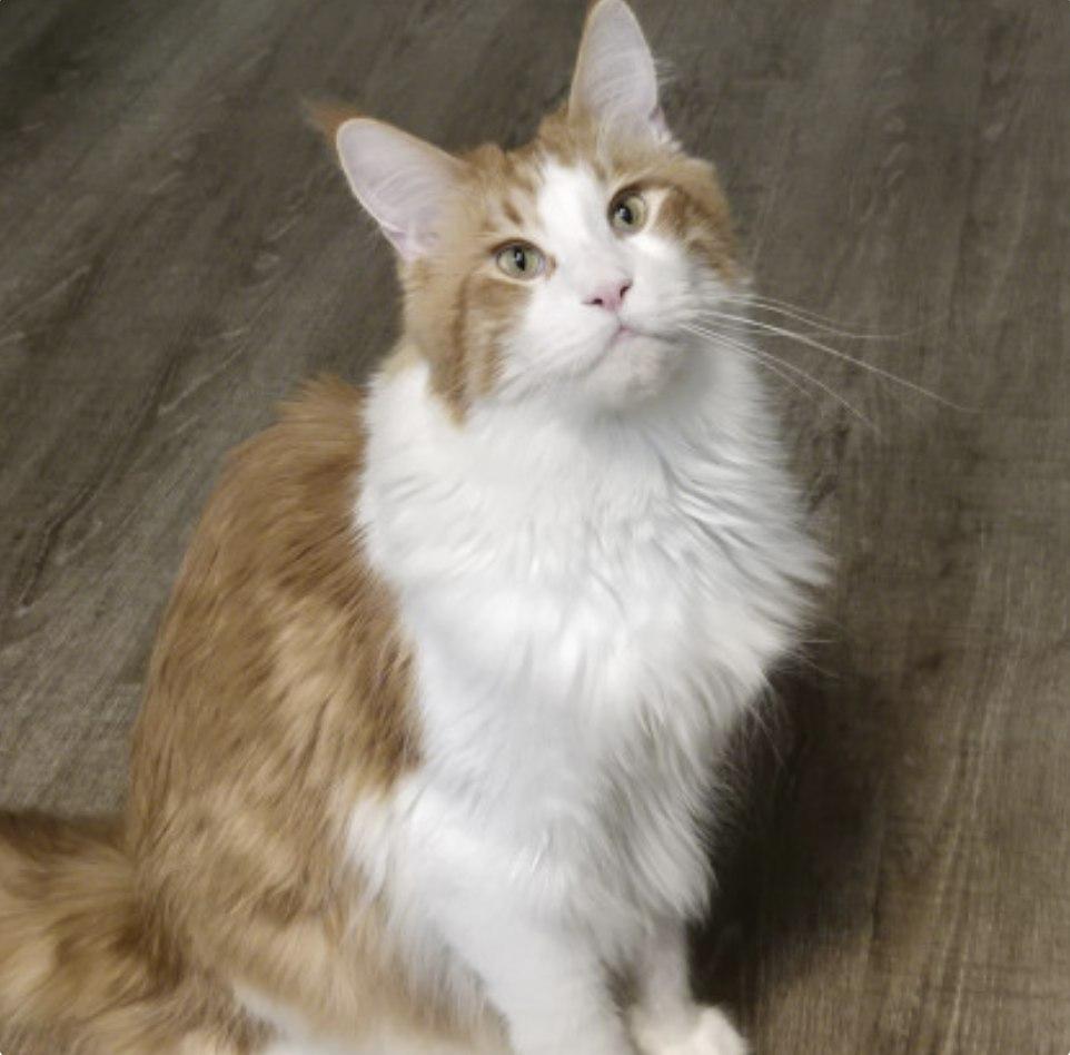 Фото Новосибирские коты борются за годовой запас корма. Фотоподборка 8